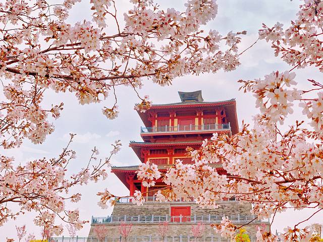 古柏渡丰乐樱花园