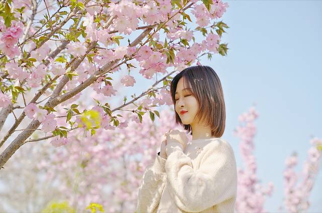 古柏渡丰乐樱花园