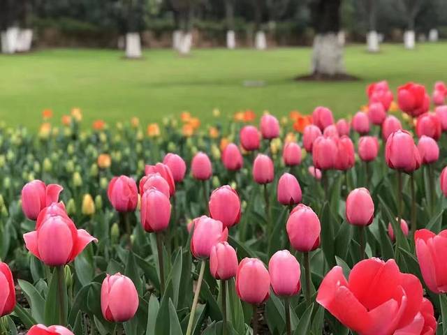 南京中国绿化博览园