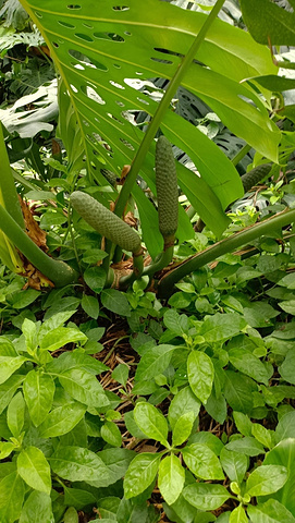 "呀路古热带植物园：国庆心动打地首选_呀路古热带植物园"的评论图片