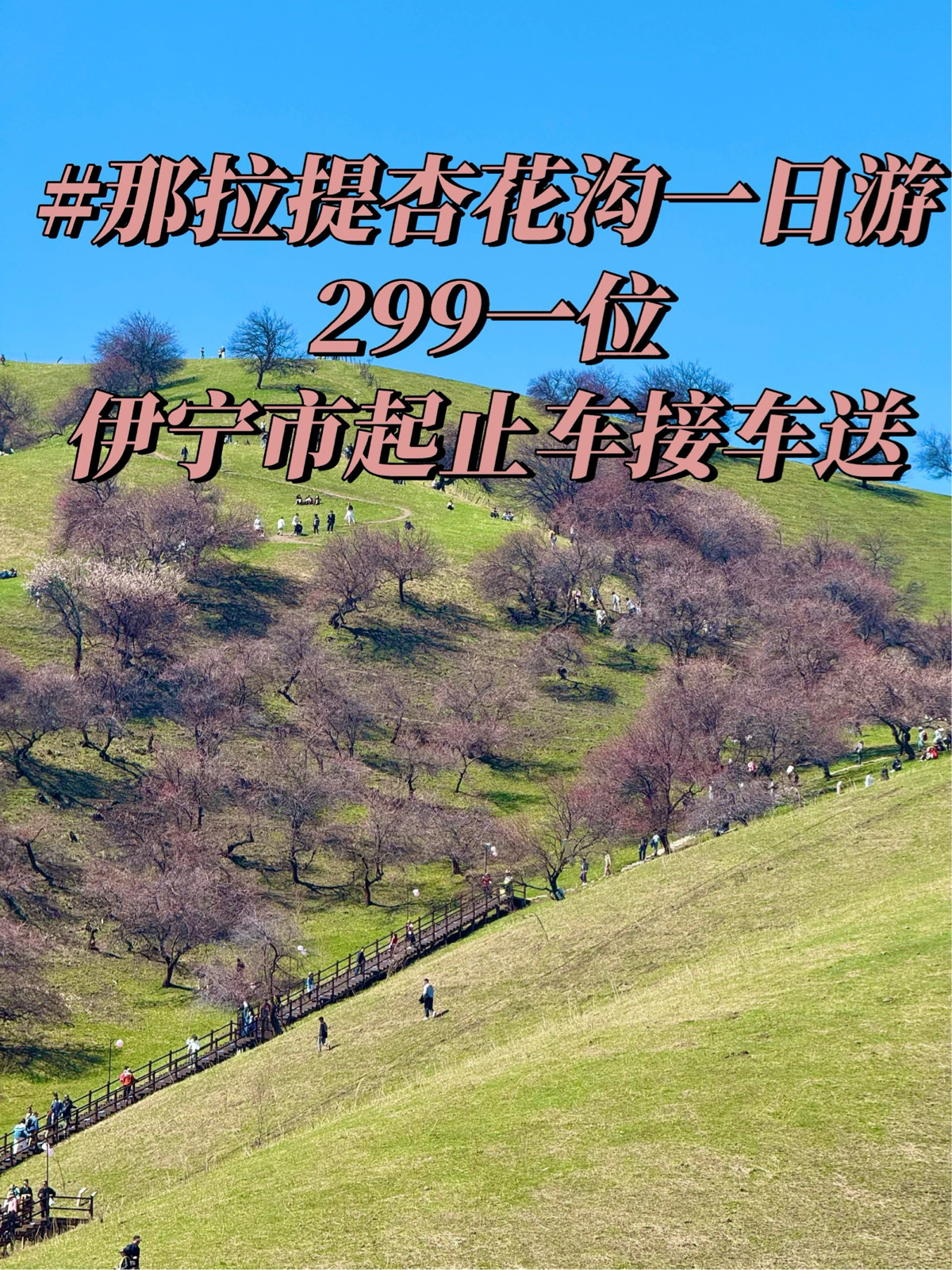 新源吐尔根杏花沟实拍图