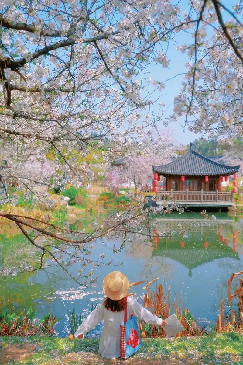 武汉东湖樱花园实拍图