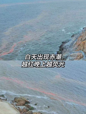 "海陵岛蓝眼泪爆发期来了！追泪攻略请收 下！_海陵岛"的评论图片