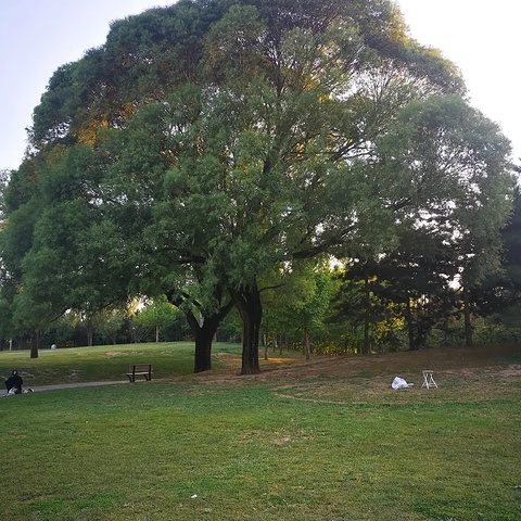 "逃离都市喧嚣：朝阳公园，你的完美日常逃离目的地_朝阳公园"的评论图片