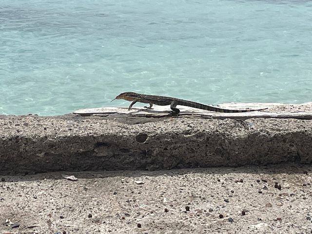 "_Turtle Point Gili Air"的评论图片