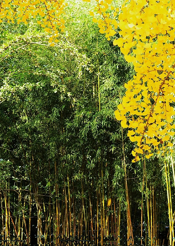 "健身达人新去处：紫竹院公园，天然氧吧等你挑战！_紫竹院公园"的评论图片
