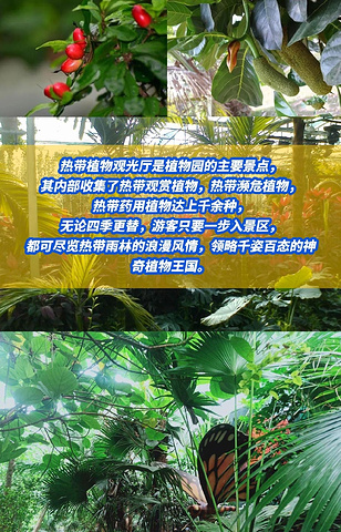 "呀路古热带植物园游记： 一步一景，美不胜收_呀路古热带植物园"的评论图片
