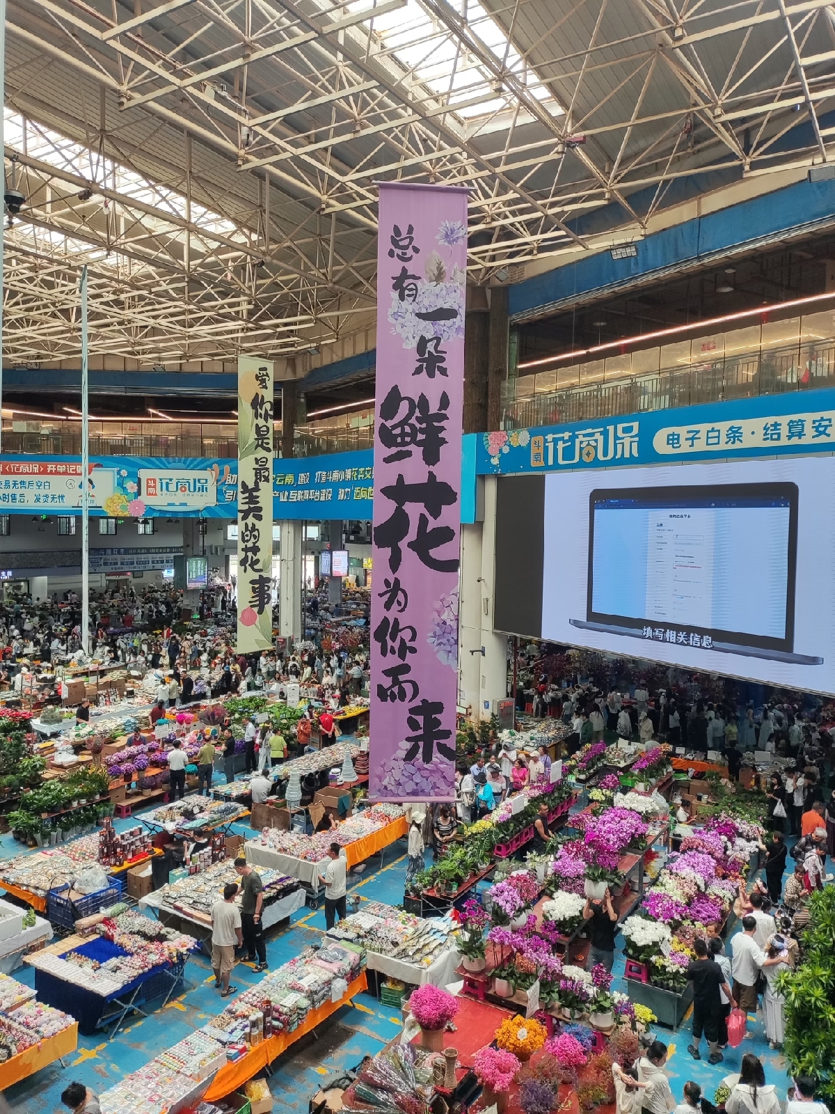 昆明斗南花卉小镇实拍图