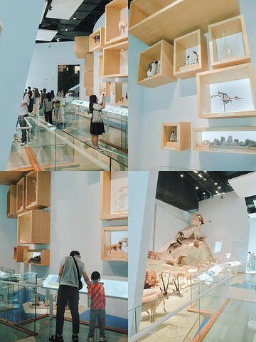 "探索魔都亲子乐园🦖不容错过的自然博物馆_上海自然博物馆"的评论图片