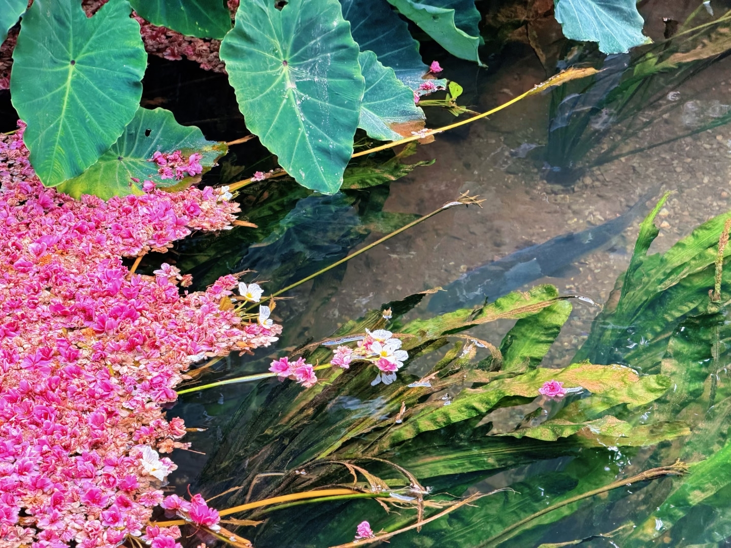 昆明丰泽源植物园实拍图