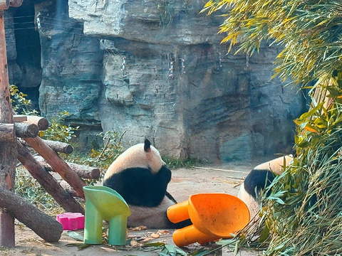 北京动物园-奥运熊猫馆旅游景点攻略图