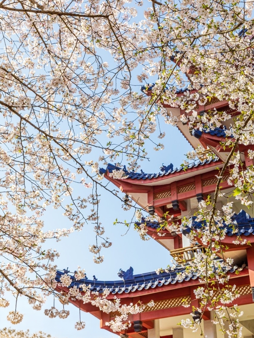 无锡太湖鼋头渚风景区-赏樱楼实拍图