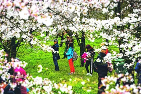 贵安樱花园-青岩古镇-万峰林五日自驾游