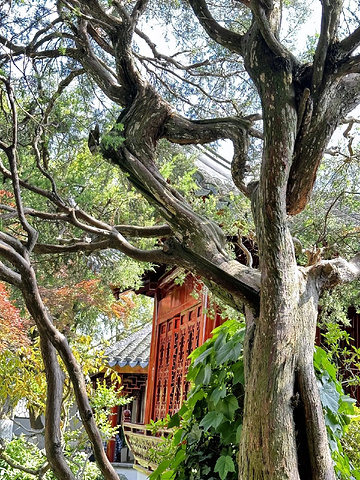 "上海大观园：融合东西方园林艺术的杰作_上海大观园"的评论图片