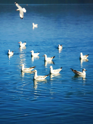 "本以为洱海很美了，直到我去了泸沽湖_泸沽湖"的评论图片