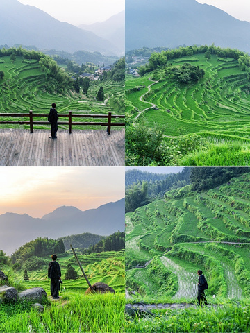 "不用去云贵， 江浙沪也有绝美梯田景区‼️_云和梯田景区"的评论图片