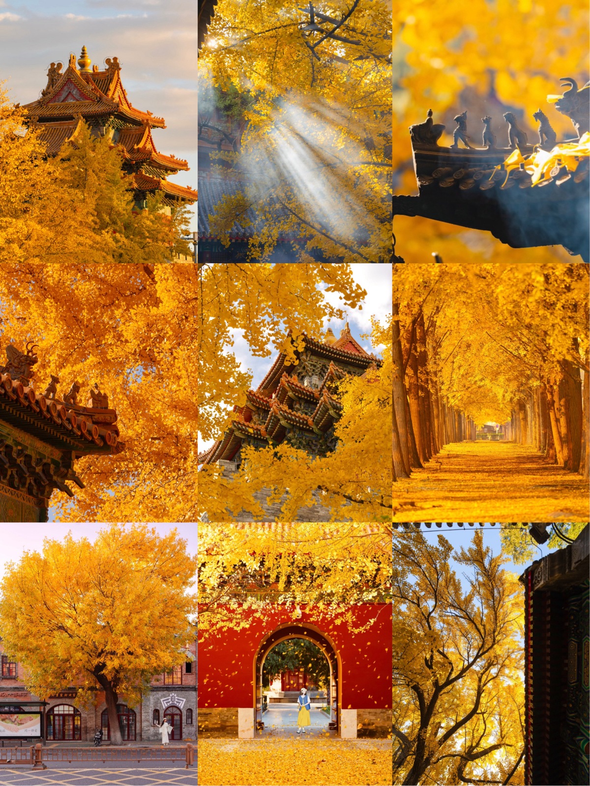 泰安普照寺实拍图