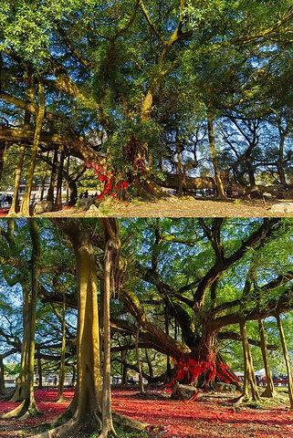 "与阳朔县城同龄的大榕树，电影 《刘三姐》的取景地！_大榕树"的评论图片