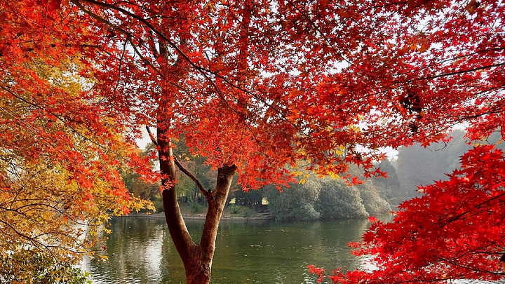 "探索自然之美：共青森林公园不可错过的秘密_上海共青森林公园"的评论图片