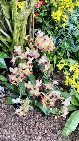 "辰山植物园新发现：珍稀植物惊艳亮相，错过等一年！_上海辰山植物园"的评论图片