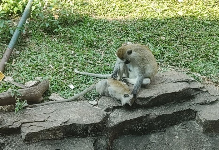 "广州动物园_广州动物园"的评论图片