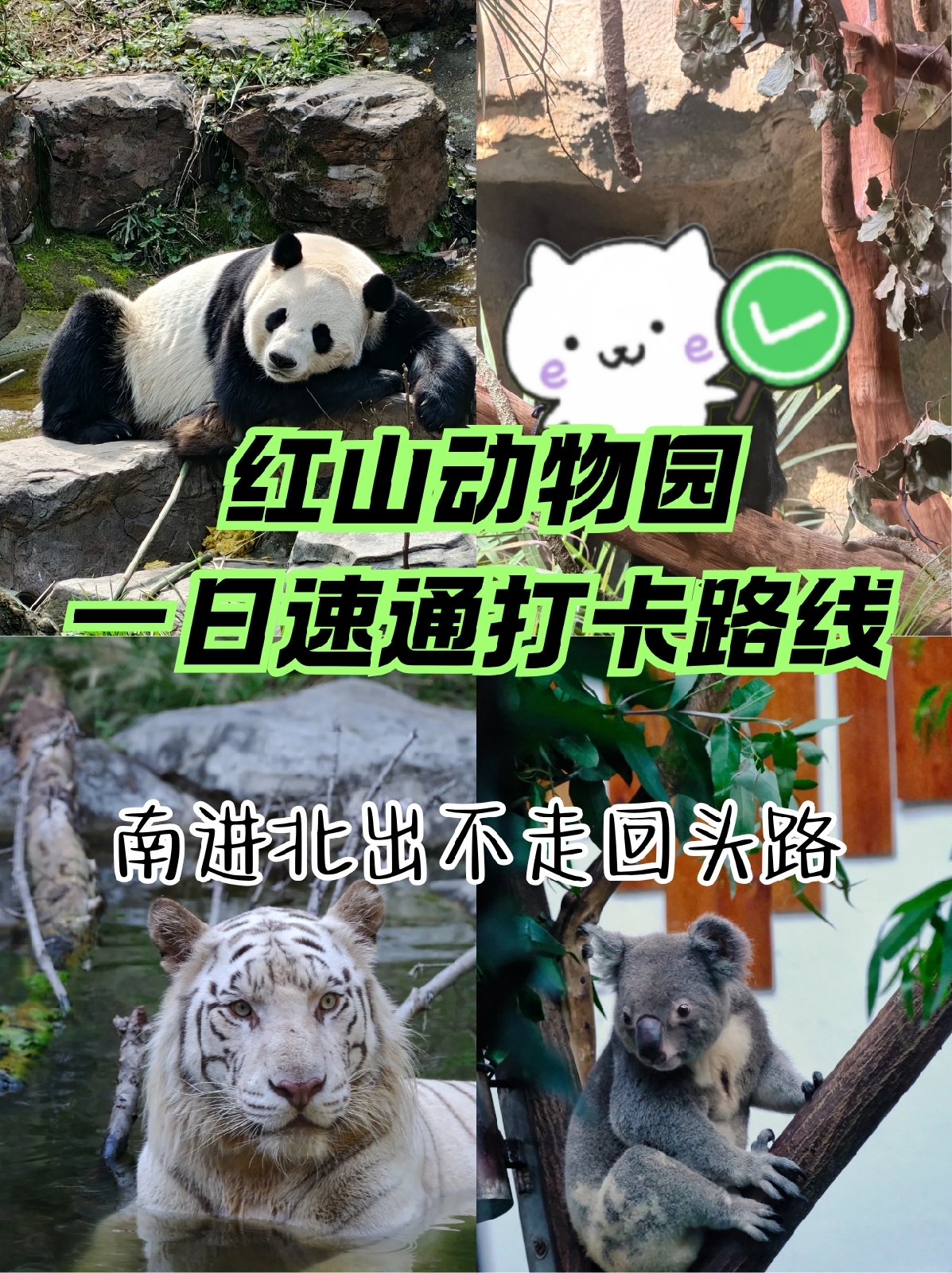 南京红山动物园实拍图