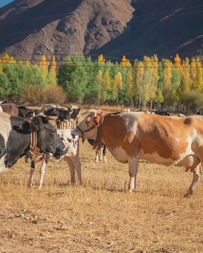 林周县康龙寺旅游景点攻略图