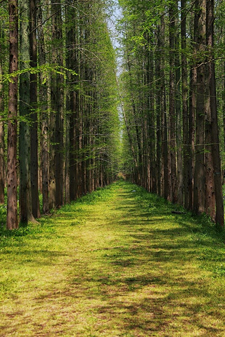 "呼吸最纯净的空气，东平国家森林公园——您的天然氧吧！_东平国家森林公园"的评论图片