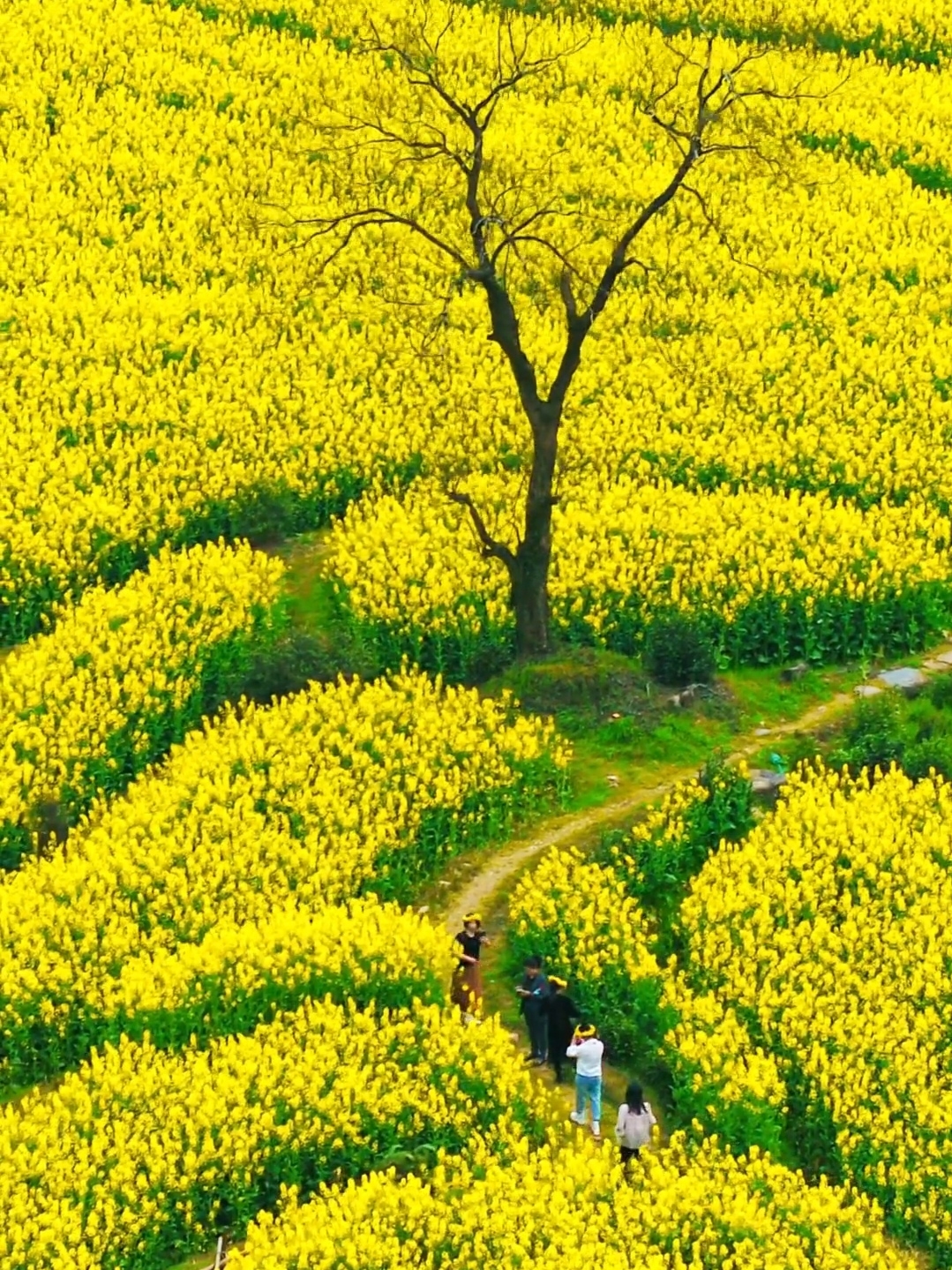 婺源江岭实拍图