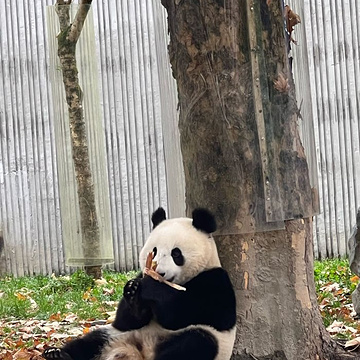 卧龙中华大熊猫苑神树坪基地旅游景点攻略图