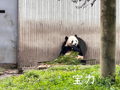 卧龙中华大熊猫苑神树坪基地旅游景点攻略图