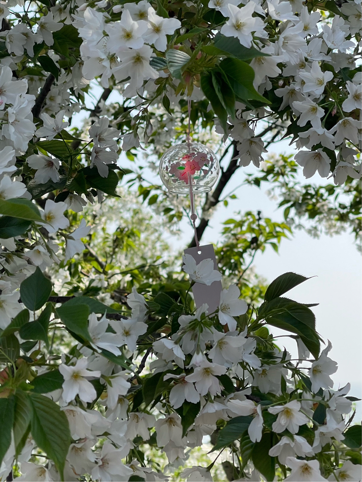 无锡太湖植物园实拍图