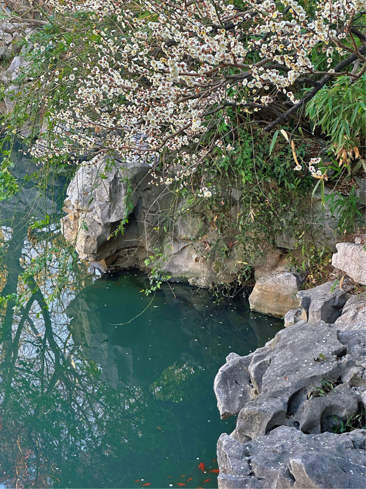 苏州艺圃实拍图3
