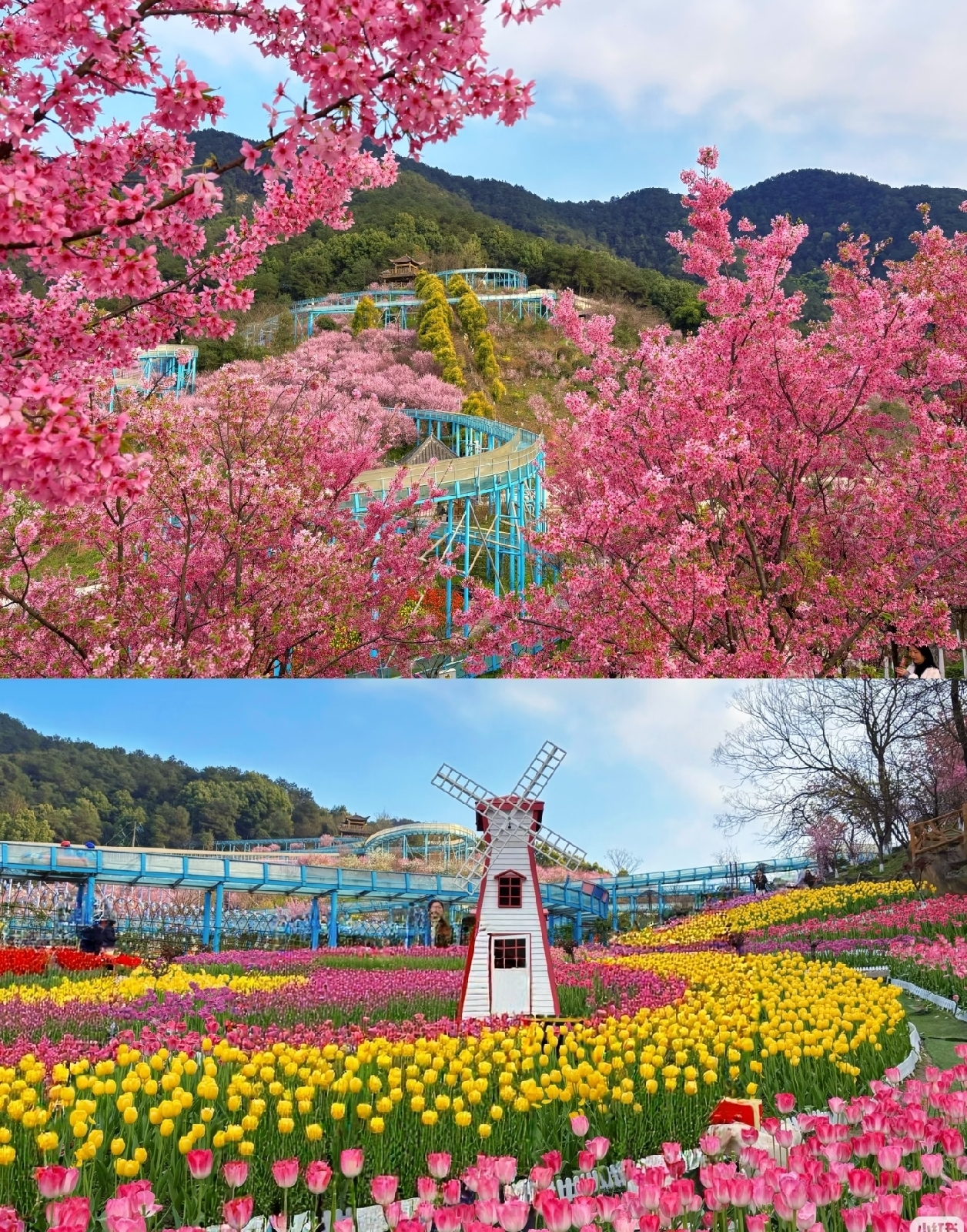 重庆广阳岛实拍图