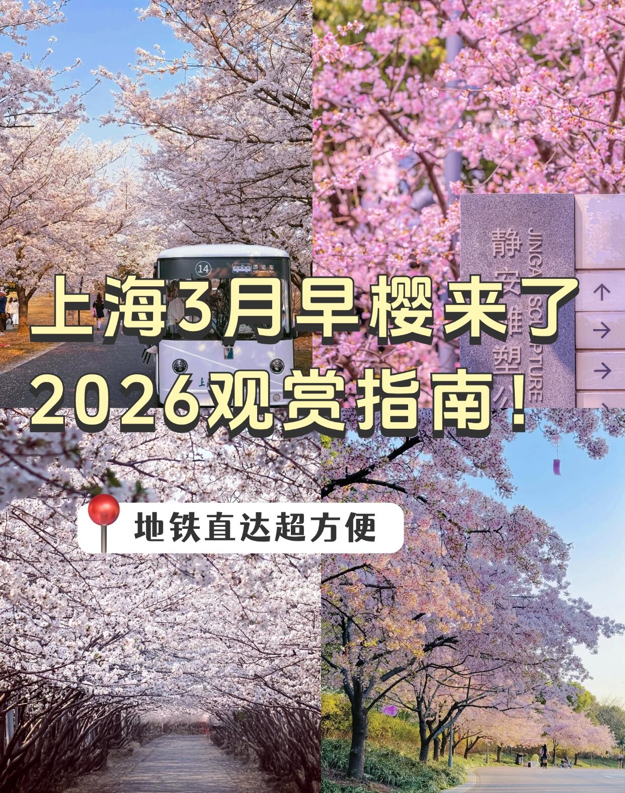 上海顾村公园实拍图