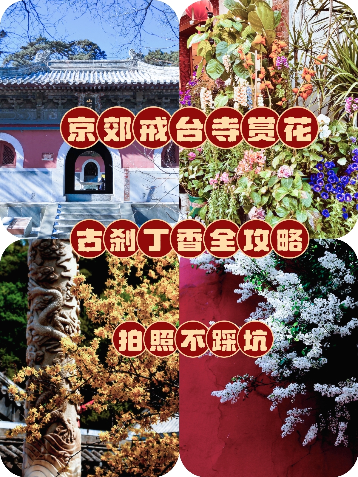 北京戒台寺实拍图