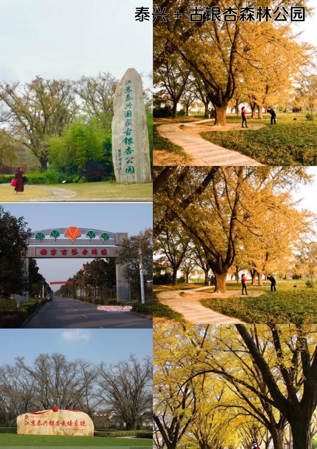 泰兴公园实拍图