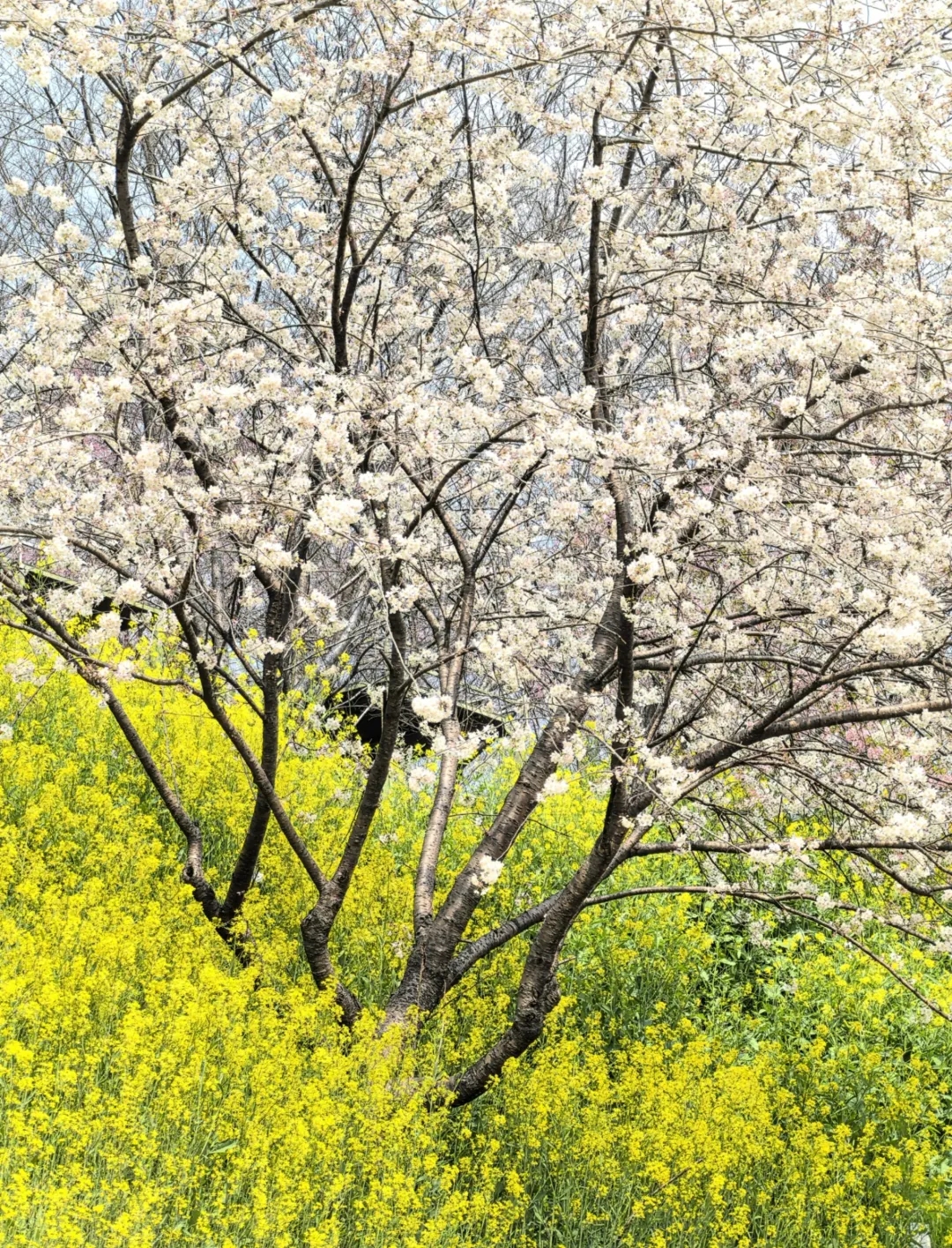 杭州樱花园实拍图