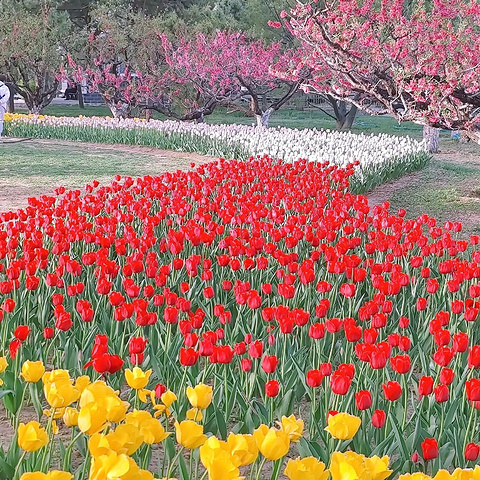 "揭秘朝阳公园：首都隐藏的自然美景与休闲好去处_朝阳公园"的评论图片