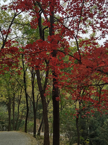 "揭秘百望山： 那些你不知道的森林秘密！_百望山森林公园"的评论图片