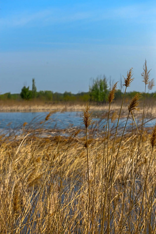 "走进自然的怀抱：北京野鸭湖湿地，候鸟天堂！_野鸭湖国家湿地公园"的评论图片