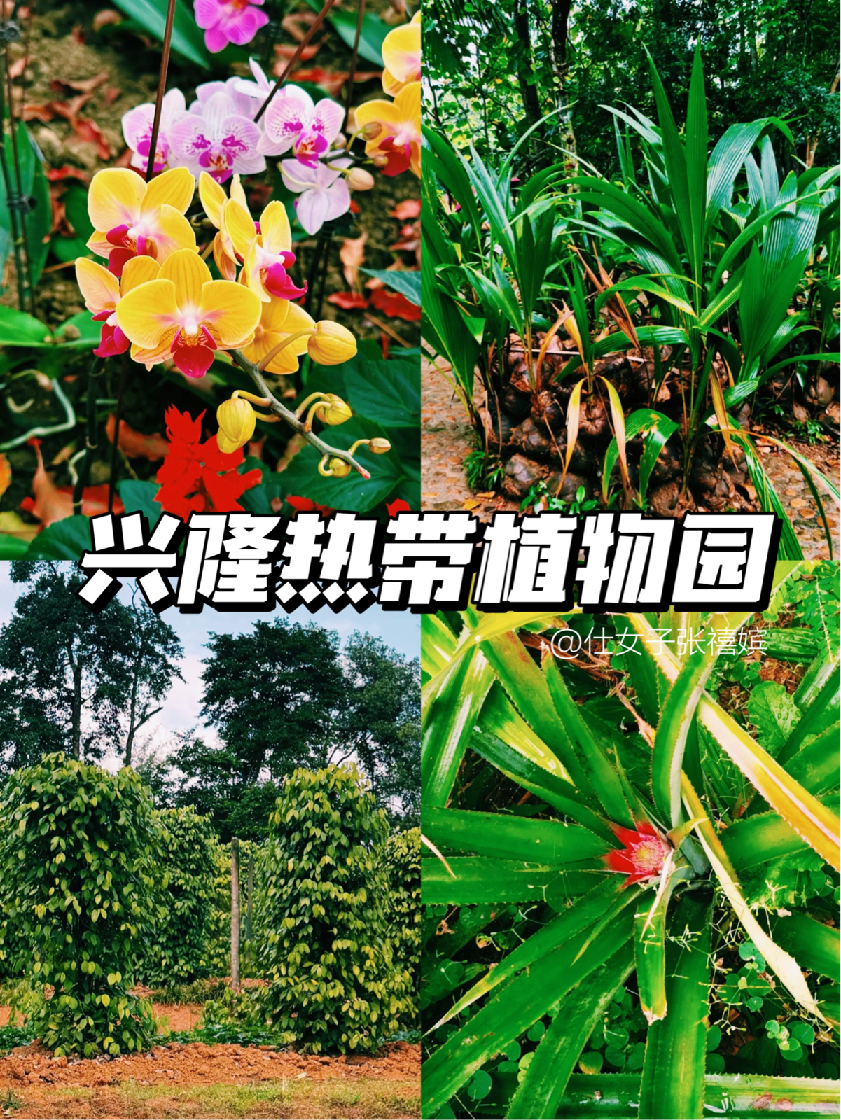 万宁兴隆热带植物园实拍图