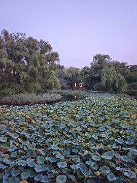 紫竹院公园旅游景点攻略图