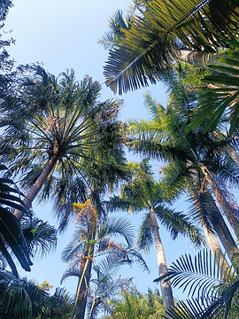 厦门园林植物园旅游景点攻略图