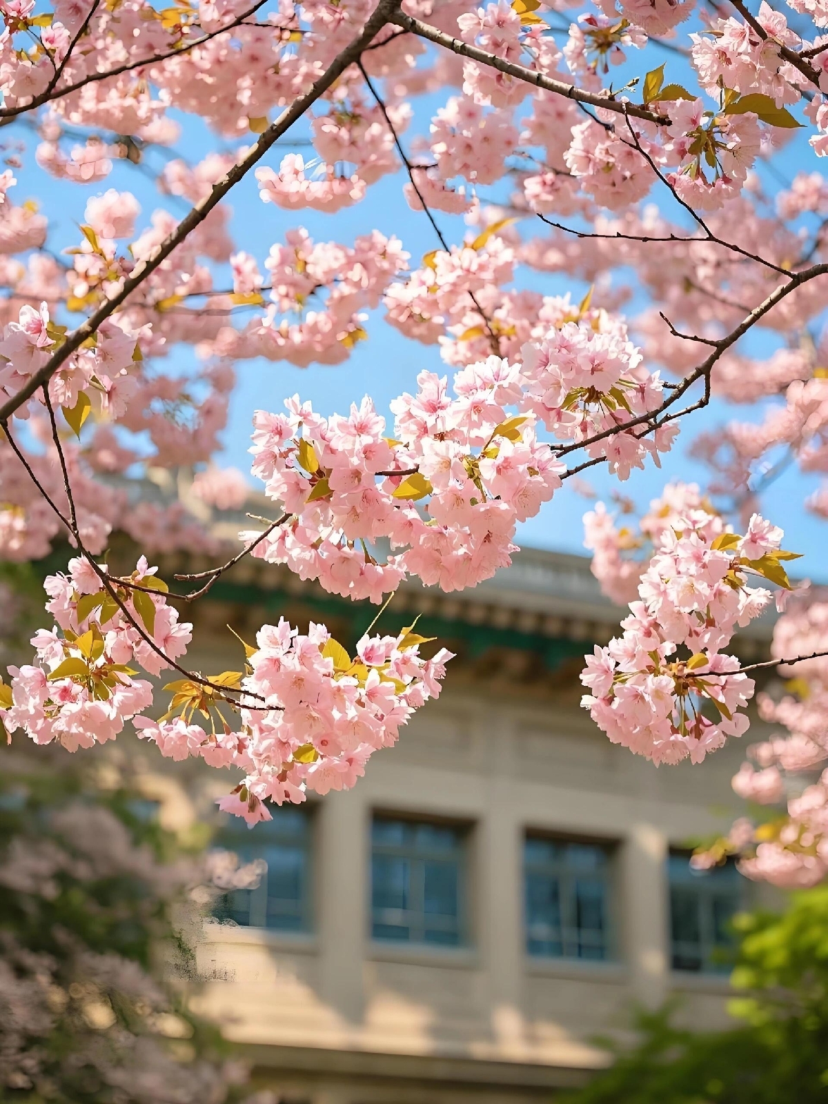武汉大学樱园实拍图