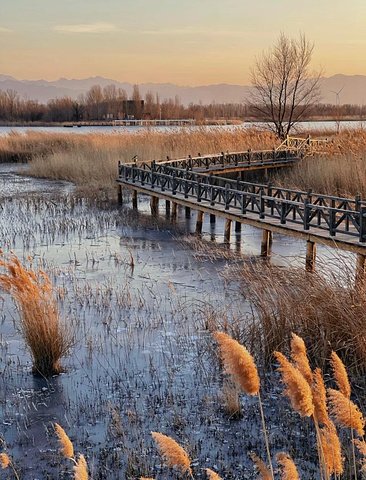 "走进自然的怀抱：北京野鸭湖湿地，候鸟天堂！_野鸭湖国家湿地公园"的评论图片