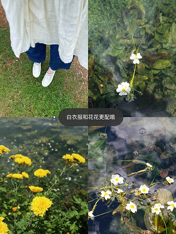 "云南旅游| 绝美小众景点🧚🏻‍♀️鹤庆黄龙潭_黄龙潭"的评论图片