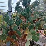 阿伯丁植物园实拍图