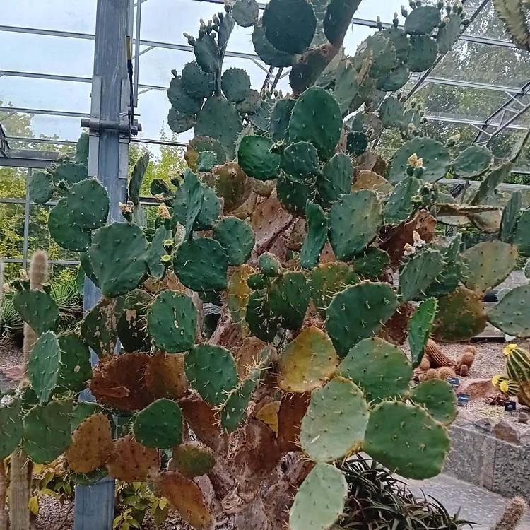 阿伯丁植物园实拍图3