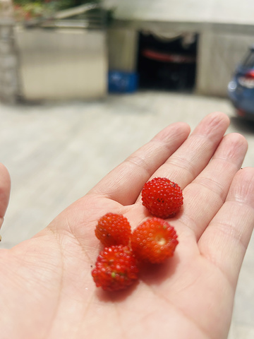 "随便找一个都很美这里的树莓很多，很大第一天本来在基地本来以为可以躺着的我，又开车安吉再到临安_iocc自然营地"的评论图片